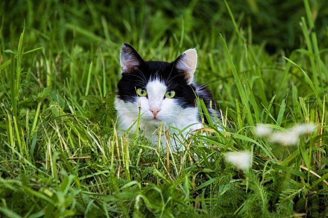 какую траву едят кошки