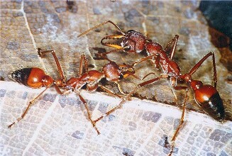 вес муравья