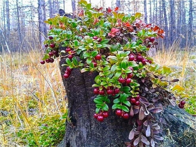 Пенек прибрался - красотень