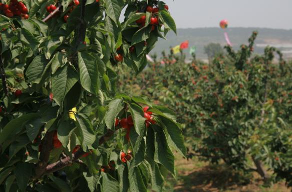 вишневый сад, созрели вишни в саду у дяди Вани, песни шансон