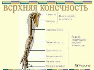 у каких животных есть ключица. IjAqddXm0YR4YlohnWNGOJsF3BEbdq. у каких животных есть ключица фото. у каких животных есть ключица-IjAqddXm0YR4YlohnWNGOJsF3BEbdq. картинка у каких животных есть ключица. картинка IjAqddXm0YR4YlohnWNGOJsF3BEbdq