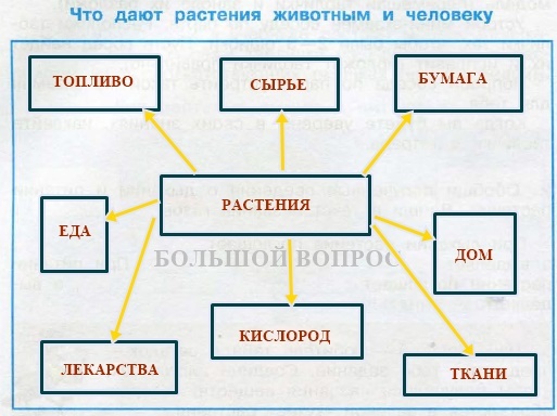 Составьте схему окружающий мир