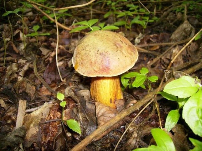 Какие грибы растут в дубовых лесах