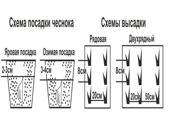 фото из интернета