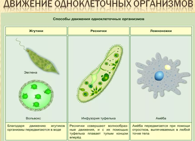 какое значение имеет движение в жизни организмов