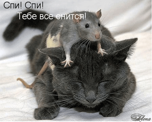 Кот; Мышь; Животные; Ветклиника
