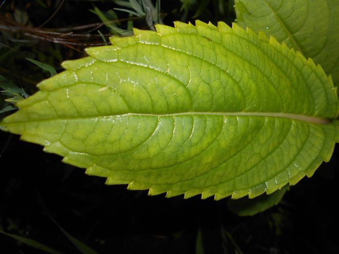 лист растения