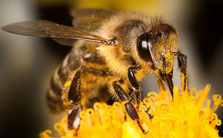 Как просклонять имя существительное "пчела" по падежам?