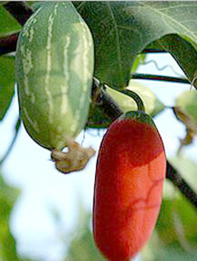 Что за сорт красных огурцов тладианта? С чем, как их едят? Как выращивать?