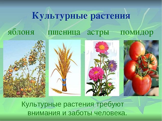 культурные растения, примеры, виды