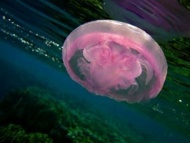Срок жизни медуз.