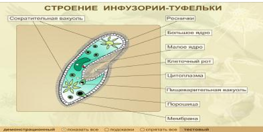 Строение туфельки. Биология 7 класс инфузория туфелька строение. Строение инфузории туфельки рисунок. Строение инфузории 7 класс биология. Инфузория туфелька строение рисунок 7 класс биология.