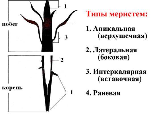 меристемы