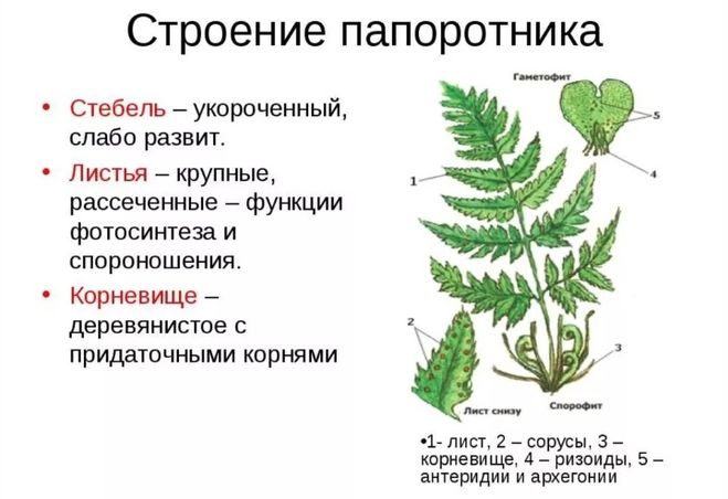 Рассмотрите изображение растений ульва кукушкин лен кочедыжник подпишите их названия