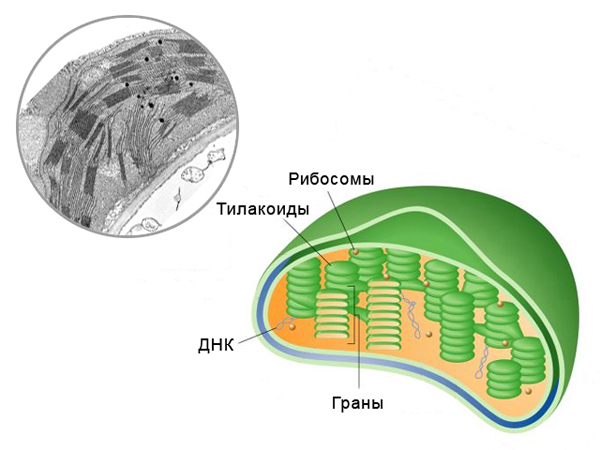 хлоропласт