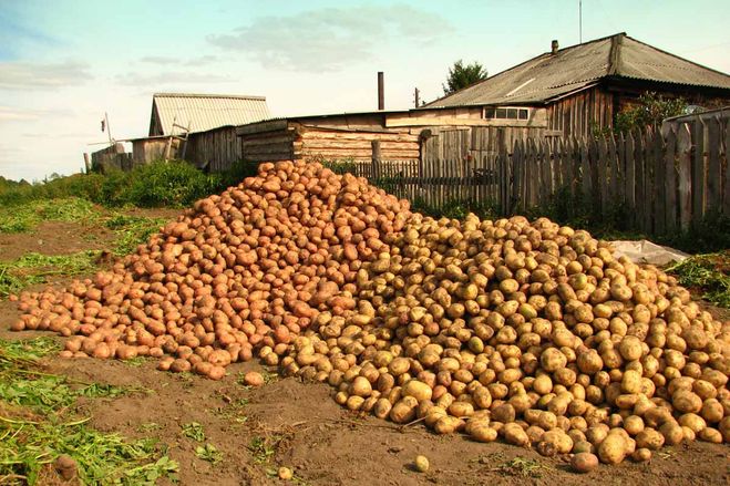 Как вырастить орошай картофель если лето дождливое
