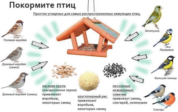 чем покормить птиц зимой