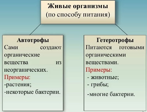 на какие группы можно разделить организмы