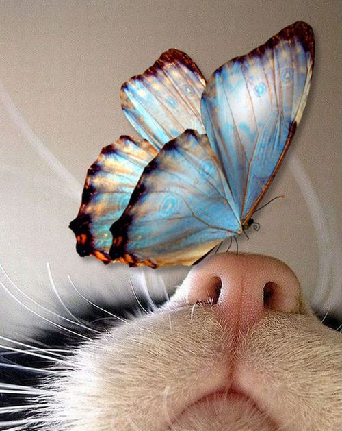 кот нос бабочка