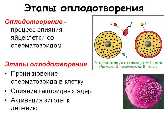 текст при наведении