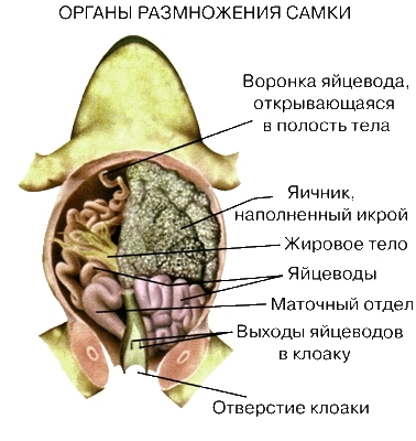 текст при наведении