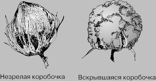 текст при наведении