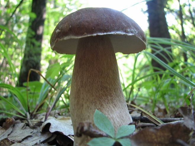 Какие грибы растут в дубовых лесах