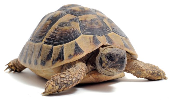 черепаха мужского пола