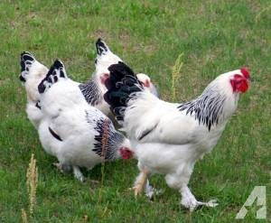 http://images1.americanlisted.com/nlarge/chickens-for-sale-1-mulberry-american­<wbr/>listed_29568409.jpg