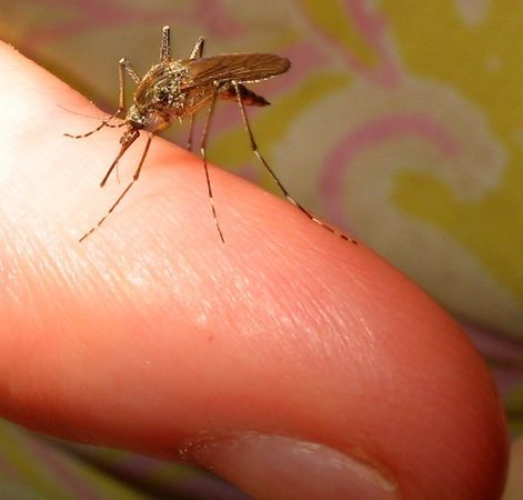 Чем питается комар? Чем питаются комары? Как они это делают?