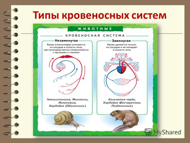 в чем отличие замкнутой и незамкнутой кровеносных систем. Смотреть фото в чем отличие замкнутой и незамкнутой кровеносных систем. Смотреть картинку в чем отличие замкнутой и незамкнутой кровеносных систем. Картинка про в чем отличие замкнутой и незамкнутой кровеносных систем. Фото в чем отличие замкнутой и незамкнутой кровеносных систем