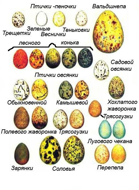 почему у птиц разные яйца?