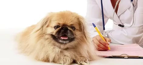 собака и врач