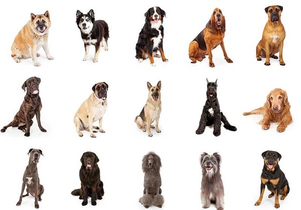 все породы собак, характеры собак