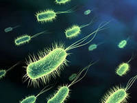 бактерии в воде