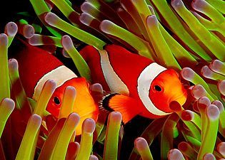 коралловая рыба-клоун