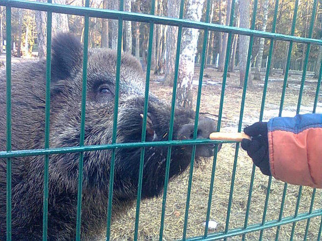 текст при наведении