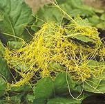 Как избавиться от повилики? Повилика- противный и злостный сорняк в виде нитей, высасывающий соки из картошки, свёклы, гороха и других растений.
