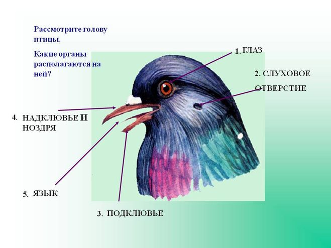 текст при наведении