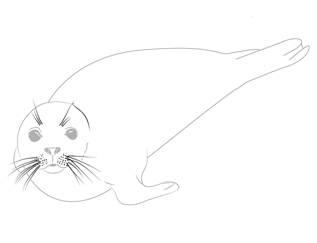 как рисовать тюленя 5