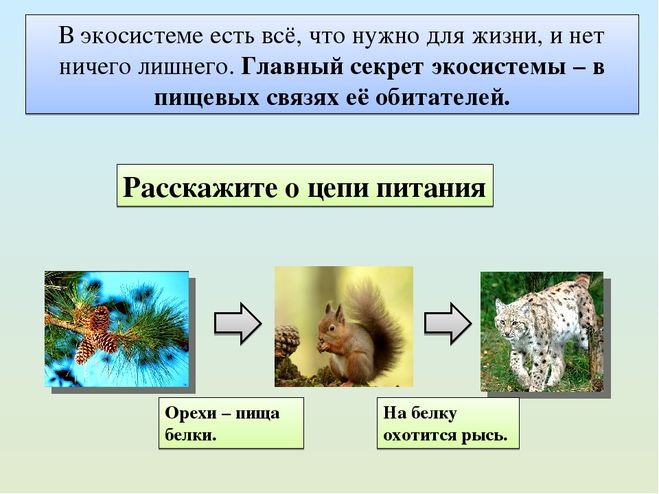 Схема питания тайги