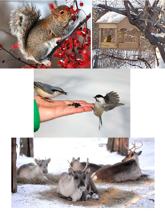 Помощь животным 2 класс. Поможем животным зимой. Как помочь животным зимой. Как помощь животным в зимнее время. Животным трудно зимой.