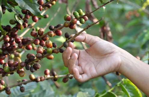 Кофейное дерево и его плоды