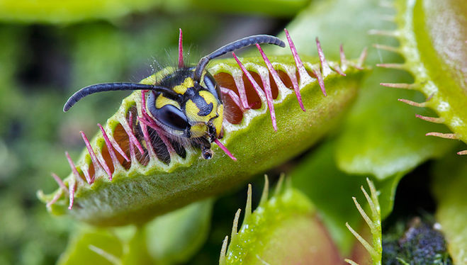 венерина мухоловка ест большое насекомое