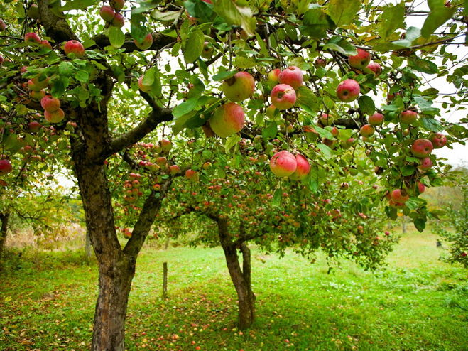 Какие сорта яблонь лучше сажать в Подмосковье