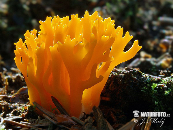 текст при наведении - Calocera viscosa