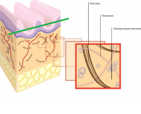 структура кожи