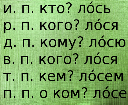 Ударение в слове лося. Лося ударение. Лось склонение.