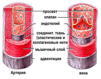 строение сосудистой стенки, наружная оболочка адвентиция