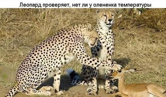 текст при наведении